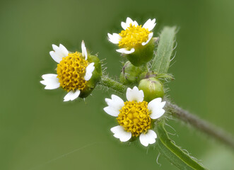 Behaartes Knopfkraut oder Behaarte Franzosenkraut (Galinsoga ciliata) © Lothar Lenz