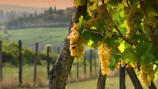 Beautiful bunches of ripe white grapes on the vine for white wine production. Harvest in Italy. Gorgeous vineyards at sunset in the Italian countryside. Chianti Area in Tuscany. Selective focusing.