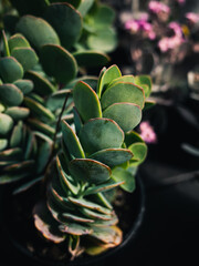 Green succulent