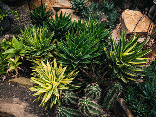 Plants in the garden
