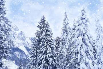 Fototapeta na wymiar beautiful winter landscape, snow-covered fluffy fir trees, snowfall in the mountains, panorama of mountain peaks, the Swiss Alps in the snow, walks in the winter white forest