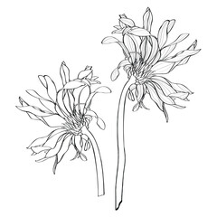 Beautiful monochrome, line, black and white gerbera flower set isolated. Hand-drawn contour lines and strokes. Gerbera pasta carbonara. Curly flower illustration. - 649175748