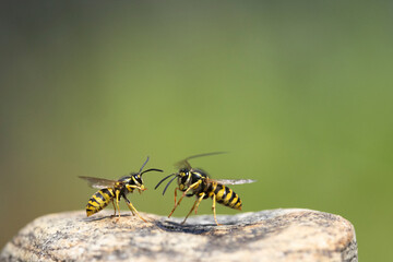 Deutsche Wespe (Vespula germanica)