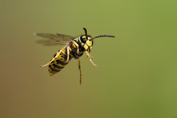 Deutsche Wespe (Vespula germanica)