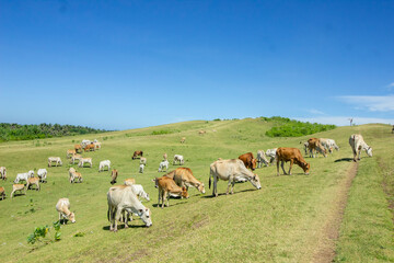 Panorama with grazing  cows on the savanna