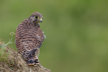 Falke