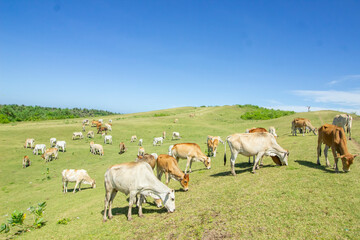 Panorama with grazing  cows on the savanna