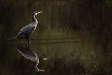 Kormoran