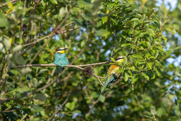 Bienenfresser (Merops apiaster)