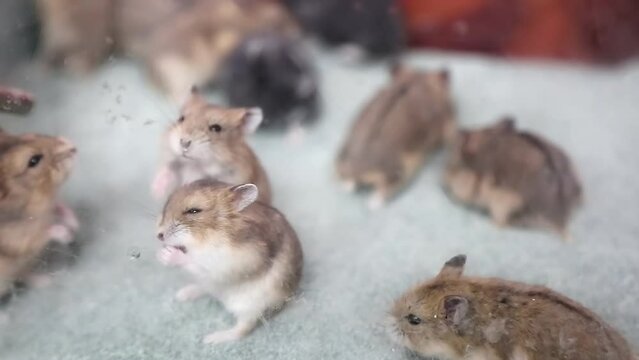 A group of Hamsters in an aquarium cage is very cute