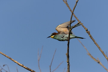 Bienenfresser&nbsp;(Merops apiaster)