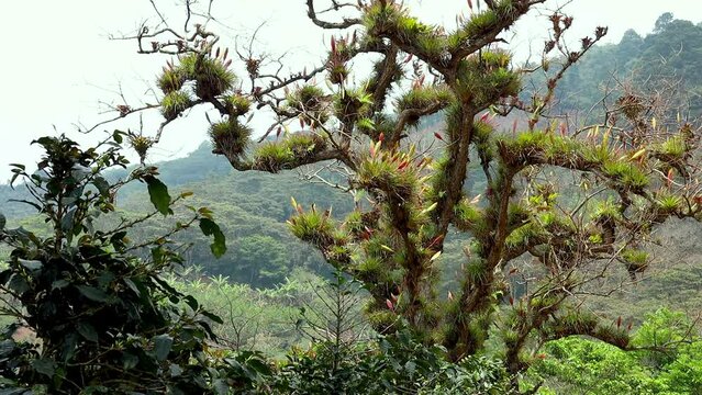 A tree covered by epiphyte plants and that is next to a coffee tree
