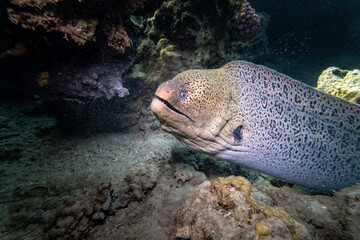 Riesenmur&auml;ne - Rotes Meer - &Auml;gypten