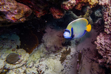 Imperator Kaiserfisch im Roten Meer