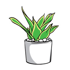 vector illustration of fresh green Sansevieria plant in pot on white background