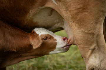 Calf suckling on the udder of the mother cow - 649179753