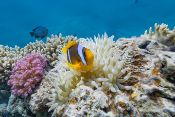 Anemonenfische - Ägypten Marsa Alam