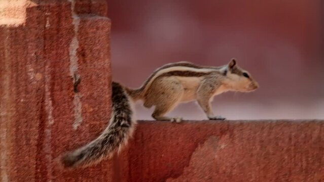 Indian palm squirrel (Sciuridae) (Funambulus palmarum) on a pink wall. Three-striped palm squirrel, species of rodent in the family found naturally in India and Sri Lanka