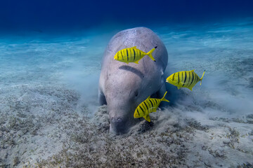 Dugong - Seekuh - Ägypten, Marsa Alam