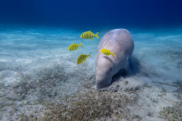 Dugong - Seekuh - Ägypten, Marsa Alam