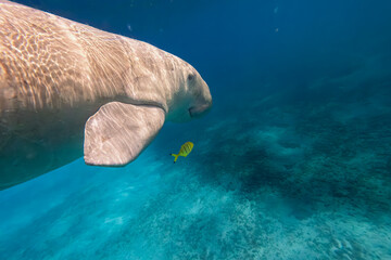 Dugong - Seekuh - Ägypten, Marsa Alam