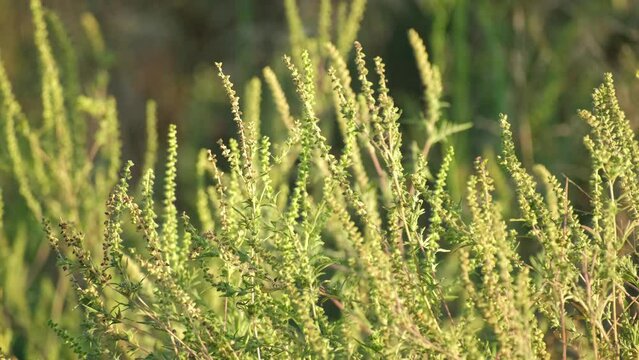 Ambrosia (common ragweed, annual ragweed). Ragweed flowering. Ambrosia artemisiifolia flowers. The pollen from ragweed is highly allergenic. Allergy