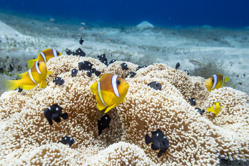 Anemonenfische - Ägypten Marsa Alam