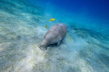 Dugong - Seekuh - Ägypten, Marsa Alam