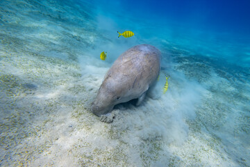 Dugong - Seekuh - Ägypten, Marsa Alam