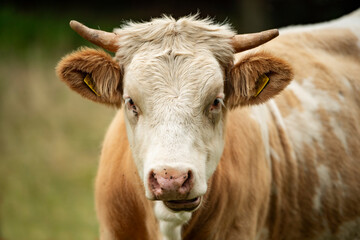 Cow on a pasture