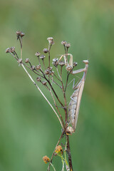 Europäische Gottesanbeterin (Mantis religiosa)