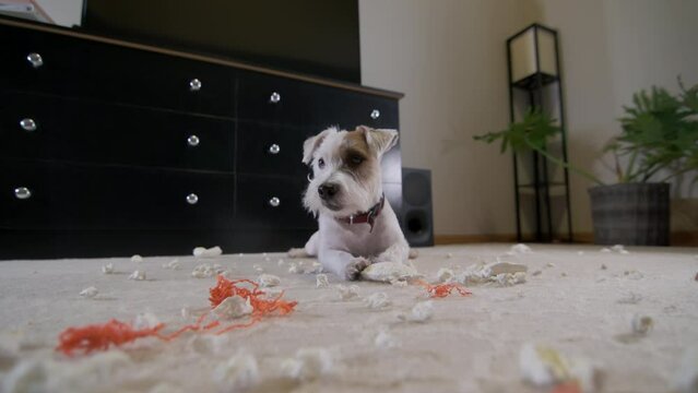 Close up footage of Tired Domestic dog Jack Russell terrier after tore a toy at home on the carpet. Bad dog. 