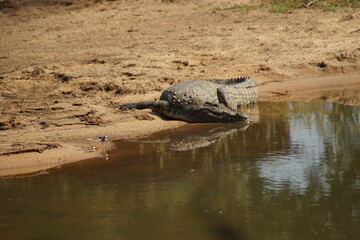 crocodile in the water

