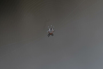 The spider web (cobweb) closeup background.