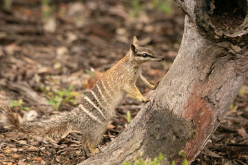 Numbat