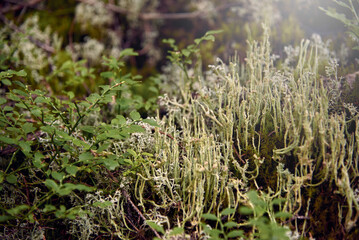 Moss in a forest in a mountainous area.