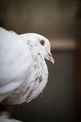 Pigeon
