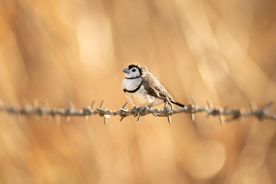 Double-barred finch