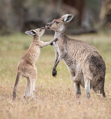 Kangaroo and Joey