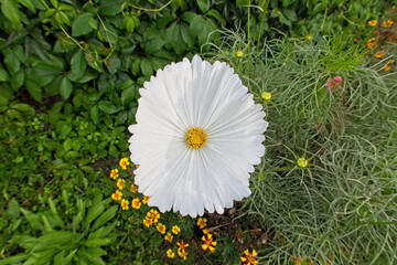 The white flower