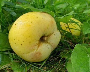 yellow apple on green grass
