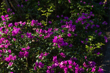 Fototapeta premium Bright pink beautiful flowers on a shrub in sunlight
