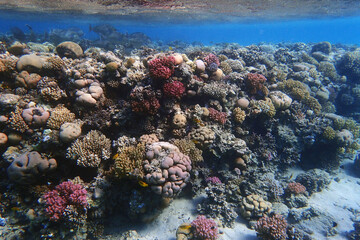 Naklejka na ściany i meble coral reef in the Red Sea