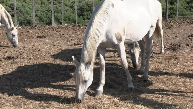 manade de chevaux blancs en Camargue (Occitanie, France)