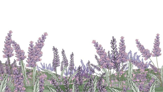 looped animated lavender watercolors for wallpapers, web, social media and promotion