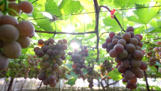 Mature grapes hang on the branches, making them look tempting under the sunlight