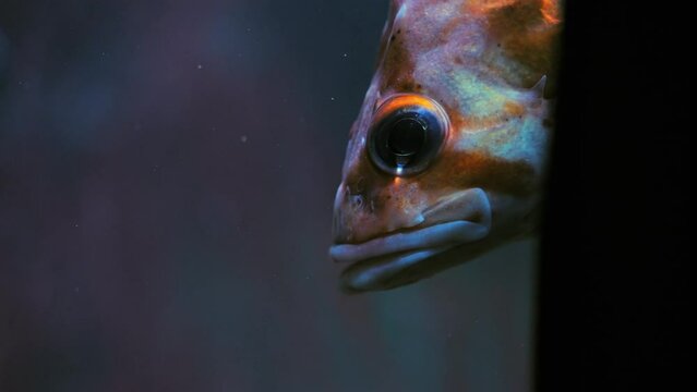 Flag rockfish peeking around an underwater corner - close up