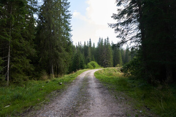 Fototapeta premium Road through pine forests