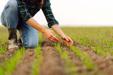 Farm owner works in the field, inspecting mature wheat sprouts. The woman touches the seedling and checks the quality and its growth. Growing agricultural crops, green shoots.