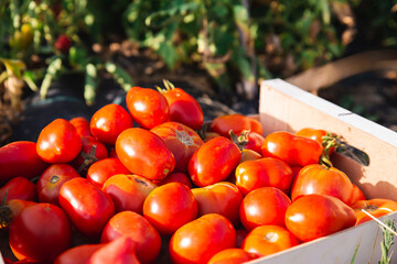 Crate of red tomatoes in orchard